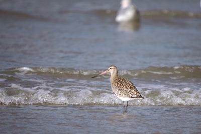 Zondag voor de eerste keer naar Ijmuiden geweest om te vogelen. Rujo wees me op de Rosse Gruto die ongestoord aan het voedsel zoeken was (waarvoor dank).
500mm f/6.3 ISO 800
Foto is +/- 20% gecropped, verkleind en verscherpt.