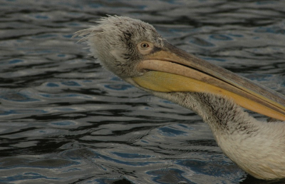 Close-up van poetsende Kroeskoppelikaan, vanuit wankele vissersboot. Vissers en pelikanen leven de laatste jaren wat meer in harmonie met elkaar. De vissers weten, dat zij in het broedseizoen niet in de nestgebieden mogen komen.