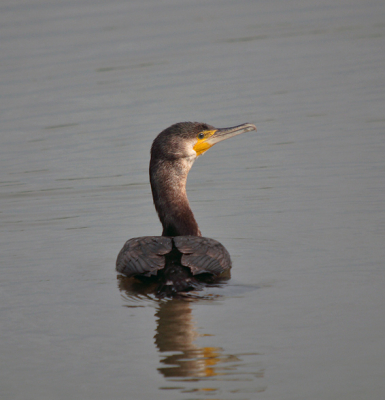 Dezelfde vogel, nu van me afzwemmend ..