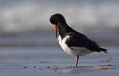 Het licht komt van links waardoor grote delen in de schaduw zitten en ondermeer het oog niet te zien is. Samen met de houding van de vogel geeft het toch iets speciaals in mijn ogen. Ik hou hier tenminste van. Een groot risico om in het TA te belanden maar ik wil het toch proberen.