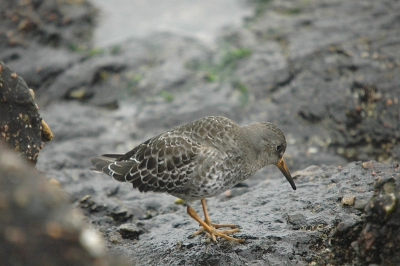 Dick Remelink wees me zondag op deze Paarse Strandloper, waarvoor dank. Want weer een soort erbij.
500mm, f/6.3, 1/160 op statief en ISO 800 (volgens mij).