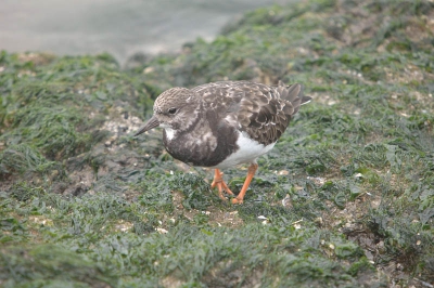 500mm f/9 1/125 ISO800 (denk ik) op statief (das zeker), ongecropt.