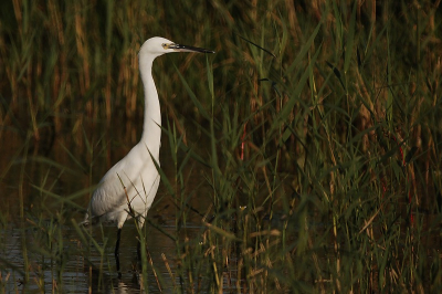 Met een laat nazomerzonnetje deze nog kunnen platen. Vlug manueel ingesteld en hopend dat de witte partijen er niet over waren... Nikon D50 + TAMRON 500MM SPIEGEL F8. 
ISO 200  1/1000 Sec.