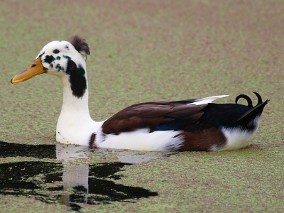 Gemaakt met Canon 30d met 70-300mm lens. Wat voor soort eend het presies is, weet ik niet. Wie kan mij hier mee helpen.