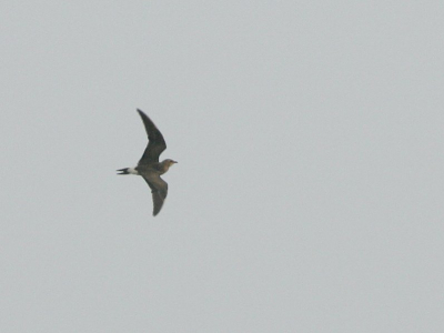 Was druk aan het fourageren vlak boven de pas gemaaide weilanden. Werd regelmatig nagezeten door een Kievit.
Door de snelheid van de vogel en het donkere weer viel het niet mee om er een beetje foto van te maken.

Canon 1D Mk.II, 500/4L, 1.4xTC, BLUBB, flinke crop