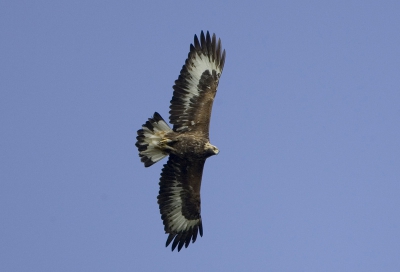 Ik wil een Steenarend toevoegen aan de beelden uit Zweden die ik net na terugkomst uit dat land hier zag staan. Het broedpaar in Fyledalen zat er wel degelijk. Gewoon in de dode bomen op de bekende plek. Er vloog nog een andere adulte Steenarend over maar ze reageerden niet. Bij het fazantenparadijs bij Nasbyholm zat deze arend. Ik denk 2 of 3kj. Hij nam een duik op een haas in een open wintergraanveld maar gaf na 1 poging op. Mijn foto's van dit dier vallen me tegen. Het licht was mooi, de arend cirkelde volgens verwachting boven me..en toch... Bewegingsonscherpte? Ik weet het niet..de plaatjes zijn niet echt scherp vind ik. 

Uit de hand genomen, recht omhoog.


Canon 1DmkII Ef 500mm + 1,4 extender. f5,6 1/1000 iso200