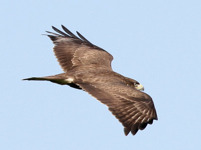 deze buizerd vloog langs de weg .
eitje zeg maar :-)

deze keer de bewerking weggelaten .

gr ad .