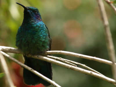 Albergue Montana de Savegre. Allerlei verschillende soorten kolibri's vlogen af en aan maar deze prachtige Violetear ging er eens echt voor zitten....
