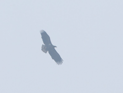 Mijn eerste Zeearend op de foto. De foto is niet geschikt voor het gewone album maar voor hier wel leuk.
Jammergenoeg bleef de vogel niet even langer boven de auto hangen.
Dit is het jong van dit jaar.