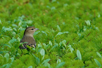 Een uurtje in mijn tuin gezeten en genoten van de mezen, vinken en winterkoninkjes die op het voer afkomen. Deze vink nam een bad tussen de waterplanten.
iso 320 1/90 sec.  F7.1