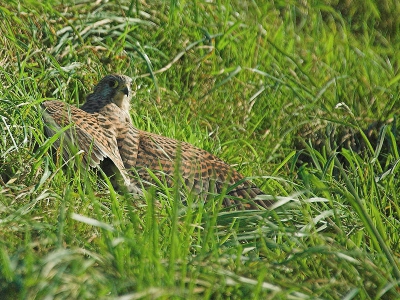Deze Torenvalk bidde schuin voor de auto en viel tweemaal in het gras en verdween daar 1x in. De tweede keer kon ik de vogel nog zien en op de foto zetten. Een leuke en mooie ervaring.