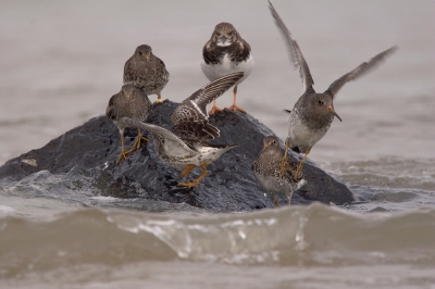 Hier het moment dat de Paarse gezelschap krijgen van een Steenloper, enkele werden al van de rots gejaagd richting het strand en mij natuurlijk !