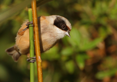 Ik hoorde plotseling een ijl "Psit" tussen de honderden belletjes van de baardmannetjes. En na een minuutje was ie daar... Poseerde een paar keer (kort) en hield het dan voor bekeken. Men houdt er gewoon niet van dat een Belg hen voor de gek houdt. :-)