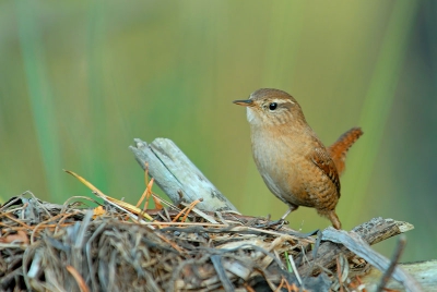 Deze winterkoning liet zich aardig benaderen. Ik heb gewacht tot hij op een mooi plekje ging zitten en heb een paar foto's kunnen maken. 
Wat een prachtig vogeltje.

gr. Edwin