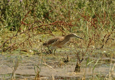 Deze jonge ralreiger was op zoek naar een lekker hapje in een baai van het Megali Prespa meer. Heb hem nog zien duiken en met een natte kuif weer boven komen, maar zonder resultaat.