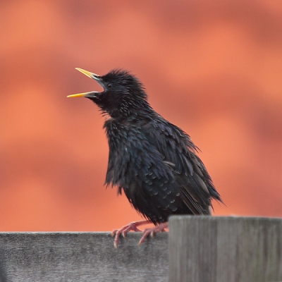 Niet bepaald mijn ontdekking .. er stonden ca. 30 fotografen met hun "joekels" in zijn richting te wijzen. Ik had helaas niet genoeg tijd om nog even mijn statief te pakken, de plaat is dus technisch zeker niet 100%. Ik heb wel een ander standpunt genomen, waardoor een ander achtergrond (pannendak). Ik zet zo in mijn PA nog een andere plaat met dezelfde lichte  achtergrond, maar wl scherper.

Canon 20D met Sigma 50-500 .. zie verder exif