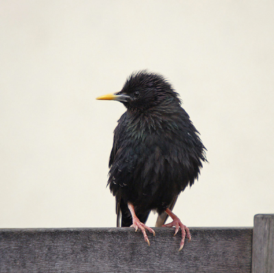 Niet bepaald mijn ontdekking .. er stonden ca. 30 fotografen met hun "joekels" in zijn richting te wijzen. Ik had helaas niet genoeg tijd om nog even mijn statief te pakken, de plaat is dus technisch zeker niet 100%. Ik heb wel een ander standpunt genomen, waardoor een ander achtergrond (pannendak). Dit is nog een andere plaat met dezelfde lichte  achtergrond, maar wl scherper.