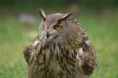 Roofvogelshow Donjon des Aigles