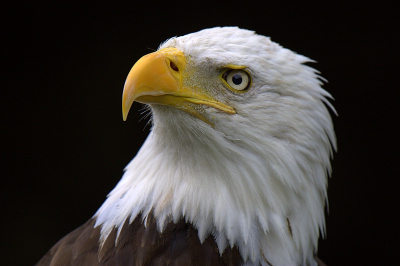 Roofvogelshow Donjon des Aigles