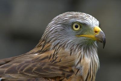 Roofvogelshow Donjon des Aigles