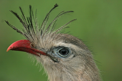 De lange benen van een ooievaar, de ogen van een struisvogel en ook nog een kuif. Deze vreemde vogel kwamen wij tegen in Noord Argentinie. Had blijkbaar net in de grond gewroet, want de mieren lopen nog door de kuif.

Gegevens: Canon 20D, Canon 100-400mm, (285mm) 
Claudia en PJ, DutchDuo