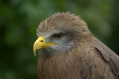 Roofvogelshow Donjon des Aigles