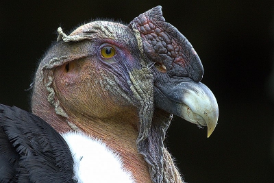 Roogvogelshow, Donjon des Aigles