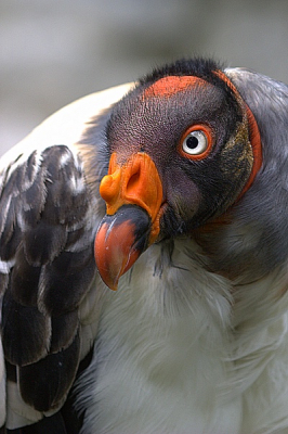 Roofvogelshow, Donjon des Aigles