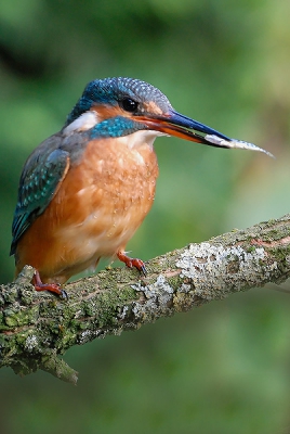 Nu ook eens met een visje in de bek en eens in verticaal formaat. In een kwartier tijd sloekt ze toch zo'n 7 visjes weg:)  
iso 320  1/40  F7.1