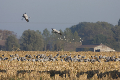 In de masstoppelvelden fourageren de Kraanvogels overdag.

Dit is de volledige foto.