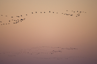 's Avonds bij zonsondergang gaan de Kraanvogels massaal naar de slaapplaatsen. Op de foto is slechts een zeer klein deel van alle vogels in het gebied.
Volledige foto.
