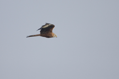 Bij het Kraanvogel uitkijkpunt kwam deze Rode Wouw voorbij vliegen.