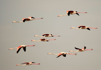 flamingotrek