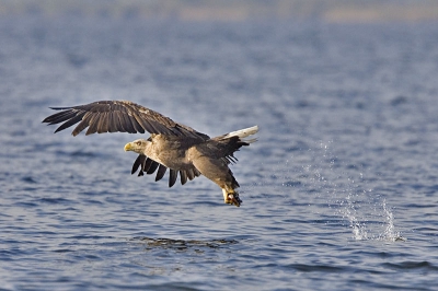 Voor de eerste keer zeearenden gefotografeerd in de Oder Delta. Wat een fantastische ervaring! Deze plaat komt uit een serie van 5 foto's waarin de vogel de vis uit het water grijpt.