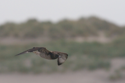 We waren druk bezig met de Drieteenstrandlopers toen deze opeens verschrikt opvlogen. Achter ons langs kwam over het strand deze Kleine Jager langs zeilen. Helaas geen tijd meer om de instellingen aan te passen.

Canon 350D; Canon 400mm f5.6; ISO 400; 1/2000; f7.1; -2/3; uit de hand.