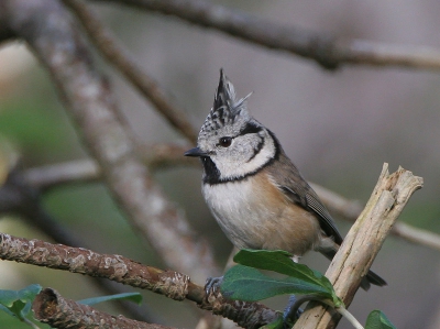 Canon 20D / Canon 500 mm. + 14 extender.
Iso 400  1/125  f7,1