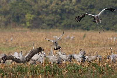 Diagonale landing....