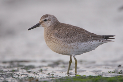 Ben van plan om jullie gedurende de volgende dagen te vervelen met een reeks foto's genomen vanaf dezelfde plek; een golfbreker in Middelkerke. Ik bleef er liggen en wachte gewoon tot de vloed de vogels tot bij mij bracht.