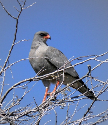 de meest algemene roofvogel van Namibi, deze poseerde gewillig op enkele meters van de truck