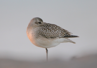 De bevolking van de golfbreker bestond verder ook uit deze prachtige zilveren vogels, ze vielen in slaap op nauwelijks 10 meter van mij vandaan. Toen werd het avond...