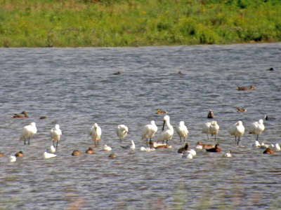 rustende lepelaars midden in de spieringplas