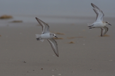 En nog een bijdrage van het Birdpixweekend op Terschelling. Nu een vliegbeeld van deze kleine snelheidsduivels.
Ik ben er zelf nog niet helemaal uit of de vogel in de rechter bovenhoek iets toevoegd. Wie het weet mag het zeggen.

Canon 350D; Canon 400mm f5.6; ISO 400; 1/2000; f7.1; -2/3; vanaf monopod