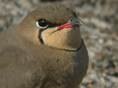 Deze vogels drukten zich voor de hevige wind waardoor foto's waarop de hele vogel zichtbaar is niet erg fraai bleken. Gelukkig waren ze weinig schuw (niks aan gecropt!)