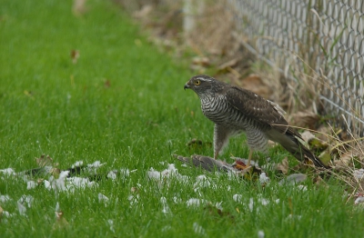 Deze sperwer had een duif geslagen en hij vond onze voortuin een prima plek om deze kaal te plukken en op te eten. Foto is genomen vanuit de hal door de ruit. D200 Sigma 100-300 F4