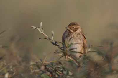 De Rietgorzen waren niet eenvoudig te benaderen, maar met veel geduld wachten in de schaduw tussen de struiken kon ik er toch nog een opzetten.
In ieder geval is er meer te fotograferen op Terschelling dan alleen steltlopers, zoals misschien uit de laatste uploads van het Birdpixweekend gedacht zou kunnen worden.

Canon 350D; Canon 400mm f5.6; ISO 400; 1/1600; f6.3; -1/3; vanaf monopod