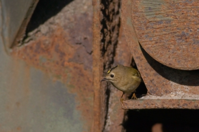 Hier nog een foto van de Goudhaan op de oude oplegger. We waren hem even kwijt en opeens kwam hij uit een klein gaatje te voorschijn. Het was heel moeilijk om de juiste instellingen te vinden doordat de vogel regelmatig van de felle zon in de donkere schaduw ging en andersom. 

Canon 350D; Canon 400mm f5.6; ISO 400; 1/3200; f5.6; -2/3; vanaf monopod