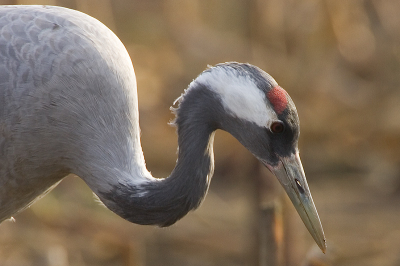 Nog een kopportret, maar minder goed geslaagd.

Canon 1D Mk.II, 500/4L, 2.0xTC, Gitzo statief, Manfrotto schommelkop, crop