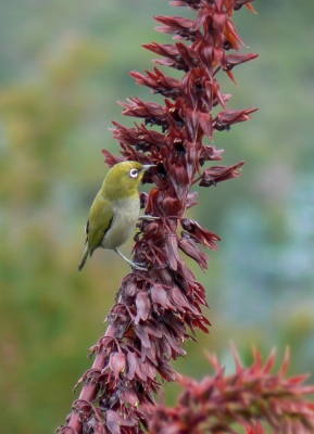 Erg algemeen vogeltje in de botanische tuinen (een echte aanrader voor vogelaars en botanici!). Ik stond echt te kijken toen ik ook twee van deze vogeltjes ontdekte in een boom midden in de drukste straat van Kaapstad, midden in het centrum!