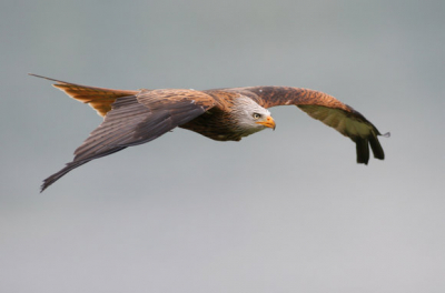 Flying kite ...