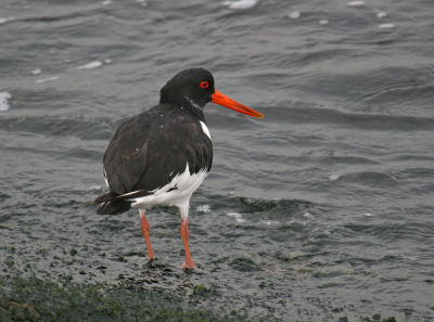 Blik op de zee. Zit daar nog wat in?